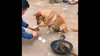 BEST FUNNY DOG VIDEO|FUNNY DOG VIDEO 2022