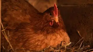 How to make farm fresh eggs for breakfast