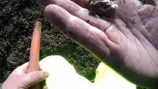 Hedge Fodder dig @ Compton -Viking gold and medieval treasure