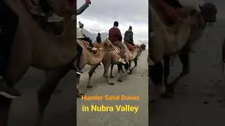 Double Hump Camel 🐫 Ride || Hunder Sand Dunes || Nubera Valley 2022 #shorts