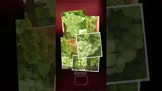 Trusted Plant Trusted Farming  Shree Sidheshwer Biotec Healthy Root Heavy Fruits  Super Sonaka Grape