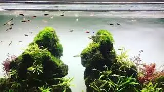 Aquascape &ldquo;Unzan Valley&rdquo; by The Golden Ratio/ India