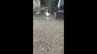 Goose Braves Hailstorm as Severe Weather Hits Spain