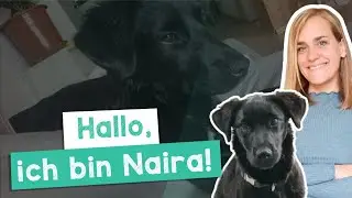 Deutsch B1 Hören: Jennys neue Hündin! 🐾