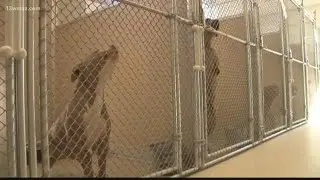 Neighbors complain about animal welfare noise