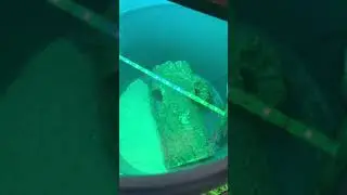 Tank Transfer Method Radiant Wrasse x2