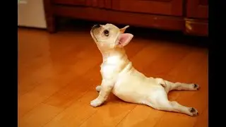 Funny Yoga Fails - Compilation #1