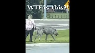 WTF Is this a huge WOLF or a giant DOG?