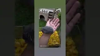 #cutepetvideos #hamstagram