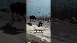 Grizzly Bear vs Moose Real Fight 😱