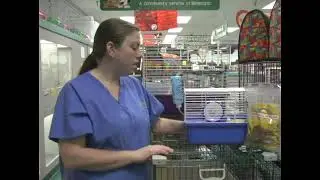 Setting Up Bedding in Your Pet Mouse Cage