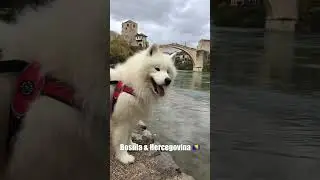 One dog travels to 36 countries 🌎