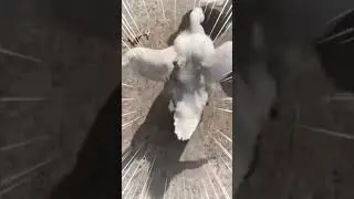 DUCKLINGS