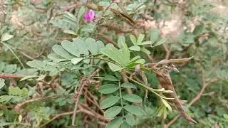 45 sec video view of wasteland weed or Common Tephrosia or Fish Poison or Wild Indigo or Purple Teph