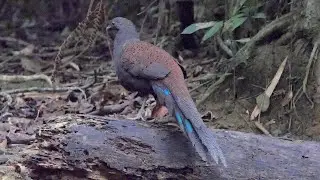 Mountain Peacock-pheasant calling and foraging.
