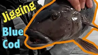 Catching Big BLUE COD On MICRO JIGS | NZ Fishing