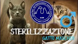 46 - La Sterilizzare del gatto maschio. ecco cosa devi sapere.