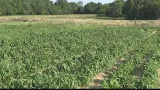 Metro East farmers look for ways to beat the heat amid lack of rain