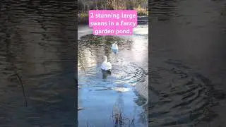 2 large Swans in a fancy pond. #swan #birds #beautiful #nature