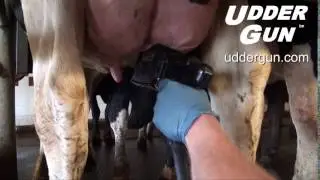 Udder Gun Close Up Teat Scrub