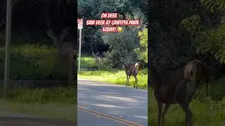 Saw Deers in the park today!😳
