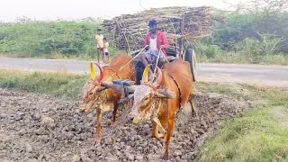 Bullock Cart fully loaded sugarcane | edlabandi Bull