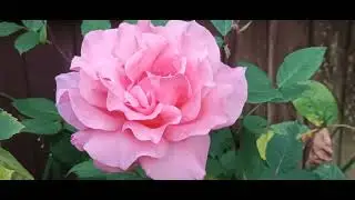 The Rose - Original Music by Darren Malthouse