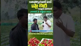 Strawberry Cultivation in Telugu Part -9  | Araku | Lambasingi | Vanjangi