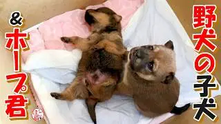 【保護犬  子犬　野犬】野犬の子犬＆パックウォークに行きました