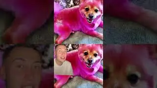 Jeffree Star&rsquo;s first dog Diva has passed away 😢 #dog #jeffreestar #shortsfeed