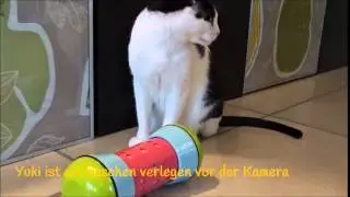 Neue Spielideen von der Katzen-WG: Der Pipolino