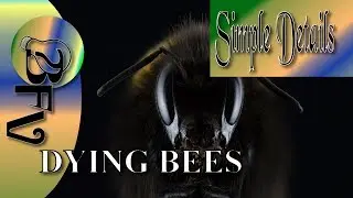 Why Are Bees Dying?