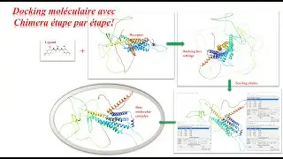 Comment r&eacute;aliser un Docking mol&eacute;culaire avec le logiciel Chimera &eacute;tape par &eacute;tape?