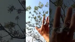 Sugar Glider Flying Back Training: Will It Work? 🔄 #PetTraining #CutePets #SugarGlider