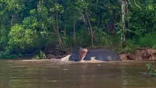 RARE Elephant Sighting: Family of 4 Plays in Wild River