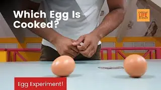 Egg Trick | All objects fall at the same rate | Inertia