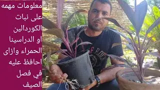 طريقه العنايه والاكثار من نبات الكوردلين او الدراسينا الحمراء داخل المنزل