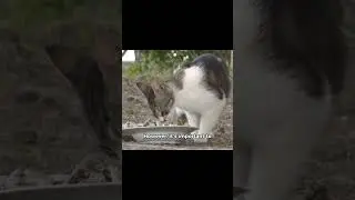 Do House Cats Hunt? #shorts