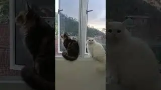sore hari #cat #kucing #kucingmainecoon #kucingpersiamedium #fyp #fypyoutube #fypシ゚viral