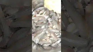 Small Fish Fry... #small #tiny #crispy #tasty #fish #fry