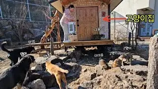 -12도, 마당고양이집에 온돌에 난로♨️까지 틉니다 