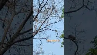 #monkeyvideo #animals #wildlife #nature #monkeyfight #monkeyfighting #monkeysounds #parijat #khotang