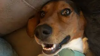 Beagle basset dog Truffle grows within 15 months