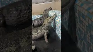 Очень жирные дела