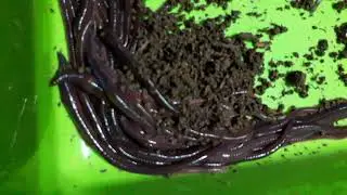 SG Composting BLUE WORM