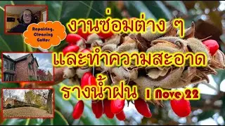 งานซ่อมบำรุงต่างๆและล้างรางน้ำฝน 1 Nov 22 CleaningGutter เมียฝรั่งและสามีกับงานของเราในชนบทอเมริกา