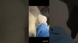 #cats #catsurgery #cattreatment ₹furofeathershospital #catvideos