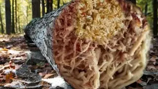 the mystery of the hardness of acacia wood found in a sawmill #085 
