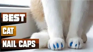 Best Cat Nail Cap In 2026 - Top 10 Cat Nail Caps Review