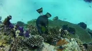 Palau Trip Video